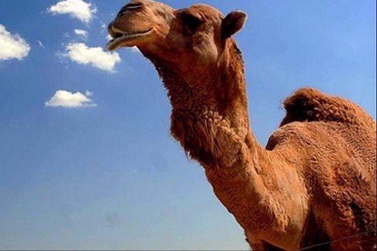 Camel Riding in Agadir — صورة 3