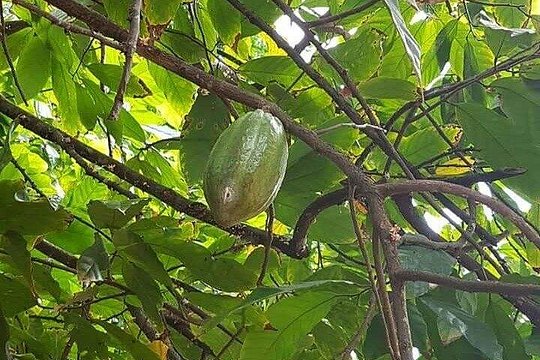 Half Day Spice Tour in Zanzibar — photograph 5