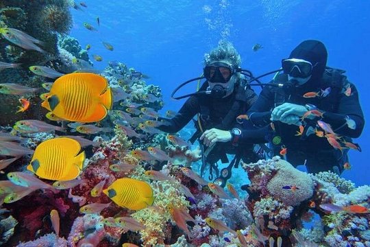 Scuba Diving Refresher(3 dives) — 사진 4