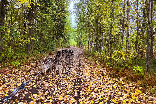 Dryland Dog Sled Tour — photograph 3