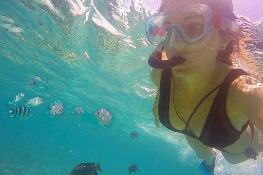 Swimming with DOLPHINS IN MNEMBA — Foto 2