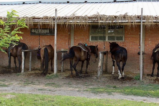 Horseback Riding and Wine Tasting — Foto 3