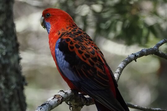 Sydney Wildlife Safari — photograph 2