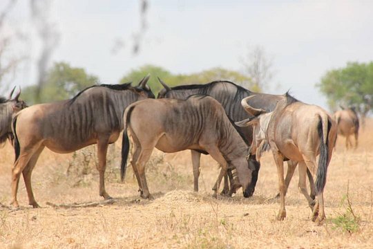 Two Days Safari by Train — Foto 4