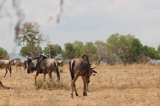 Two Days Safari by Train — Foto 5