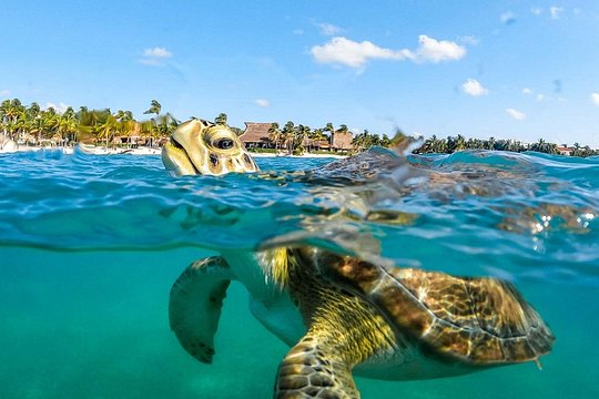 Private Turtles & Cenotes Adventure — photograph 2