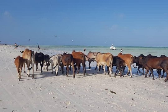 Tour di esplorazione delle spiagge dell'arcipelago di Zanzibar — foto 3