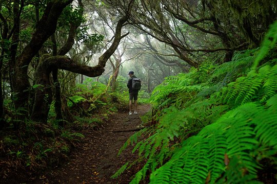 Tenerife Wonder Walk — billede 5