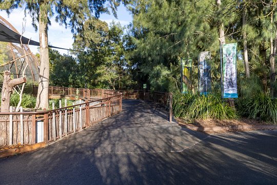 Koala Experience at Melbourne Zoo - excl. entry — photograph 4