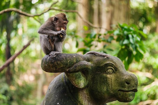 Private Bali Swing Heaven, Monkey Forest and Waterfall Tour — photograph 3