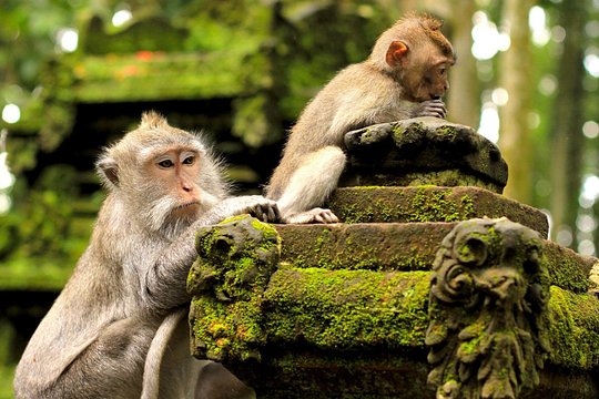 Bali: Ubud & Rice Fields Exploration Half Day Private Guided Tour — photograph 2