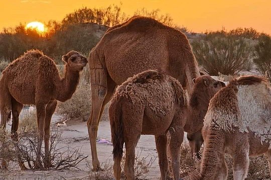 From Djerba: Explore the desert in a day — photograph 4