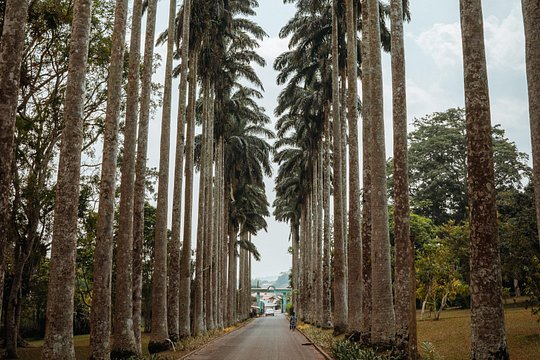 Explore Aburi Botanical Gardens And Boti Falls — billede 2
