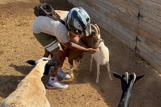 Mini ATVs and Farm Animal Experience — photograph 2