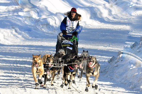 Dog Sledding with Alaskan Huskies — photograph 2