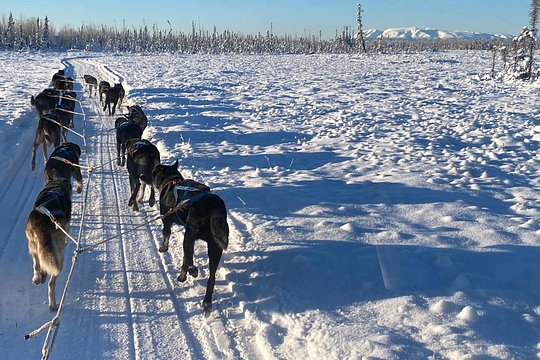 Dog Sledding with Alaskan Huskies — photograph 3