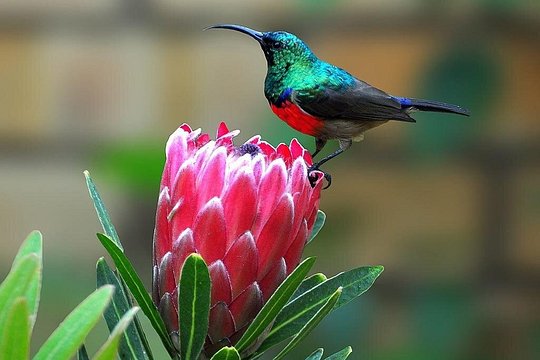 Durban Birdwatching Tour — photograph 4