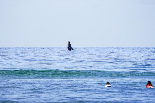 Private 2 hour Surf Lessons with Experienced Coaches — صورة 2