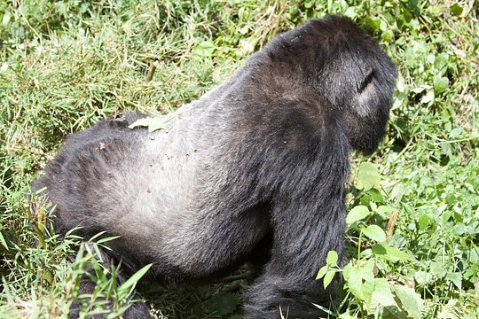 1 Day Rwanda Gorilla Trekking Tour — photograph 2