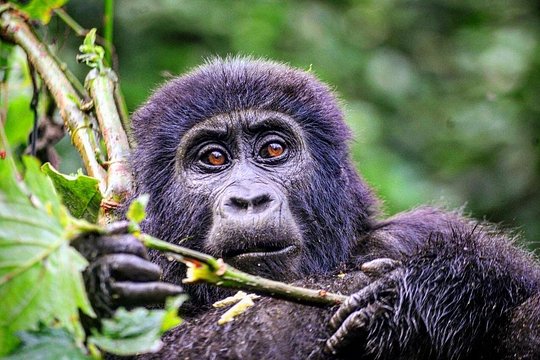 1 Day Rwanda Gorilla Trekking Tour — photograph 5