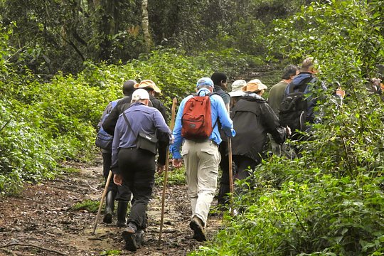 6 Bwindi Gorilla trekking to Uganda-Rwanda — photograph 5