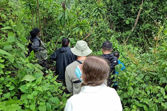 Golden Monkey Tracking Day Pass — photo 4