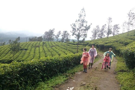 Half Day Trekking In Munnar — foto 5