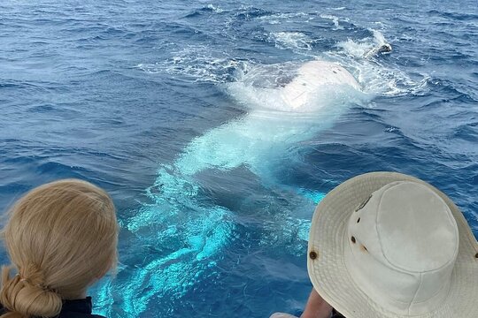 Adventure Whale Watching Tour Mooloolaba — billede 3
