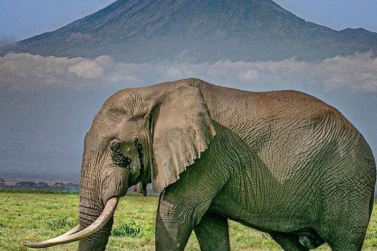 2 Days Amboseli Mid Range Accommodation Safari — photograph 4