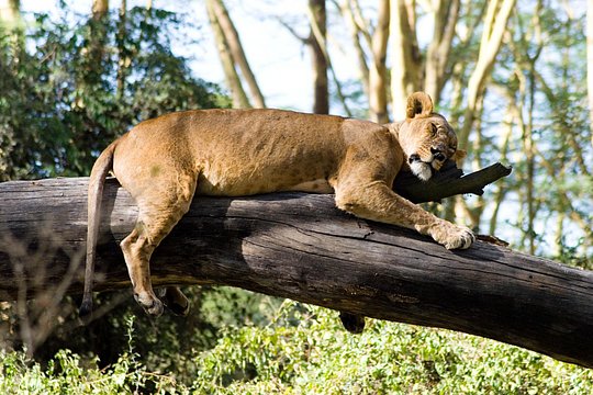 Multiday African Safari Highlights Shared Tour — photograph 2
