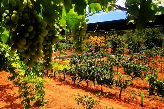 Private Ibiza Winetasting Tour — foto 3