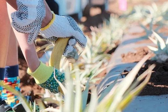Maui Pineapple Planting Experience — صورة 2
