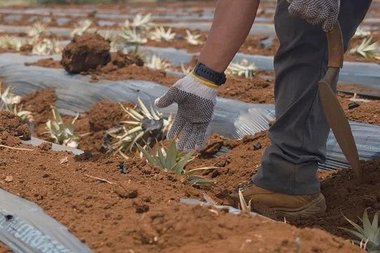Maui Pineapple Planting Experience — صورة 3