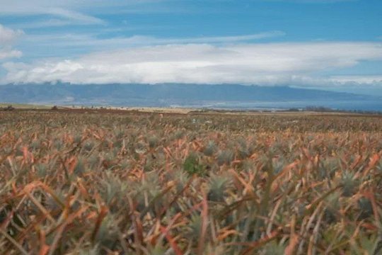 Maui Pineapple Planting Experience — صورة 4