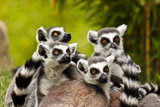 Malagasy Mosaic Explore Madagascar Wild South — foto 4