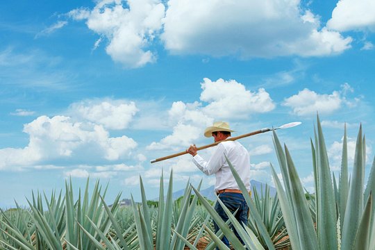 Jose Cuervo y Campos — photograph 5