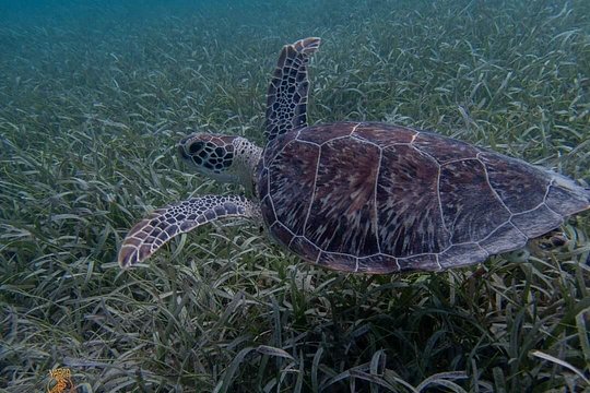 Vieques Snorkeling — billede 3