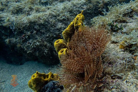Vieques Snorkeling — billede 5