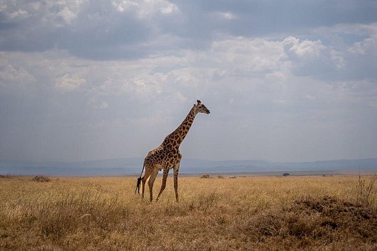 7 Day Wildebeest Calving Migration Safari — Foto 2