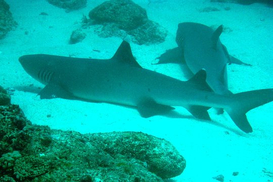 Half Day Dive Trip for Certified Divers — photograph 5