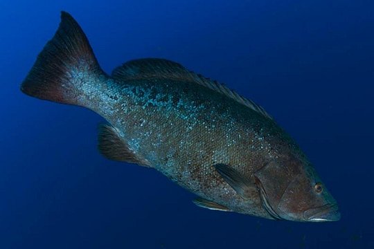 Double Diving Departure in Faial — photograph 4