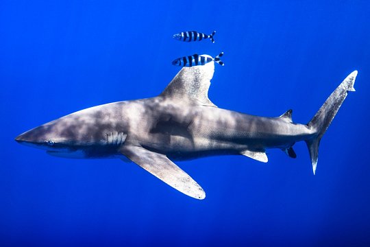 Kaimana Ocean Safari — photograph 2