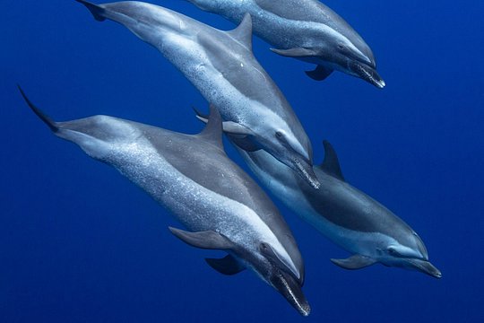 Kaimana Ocean Safari — photograph 3