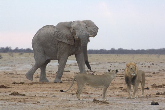 Moremi (Okavango) day trip — fotografia 4