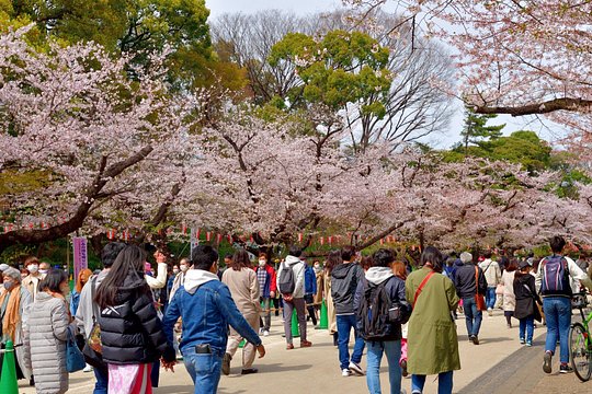 Exclusive Tokyo Private Tour — photograph 3