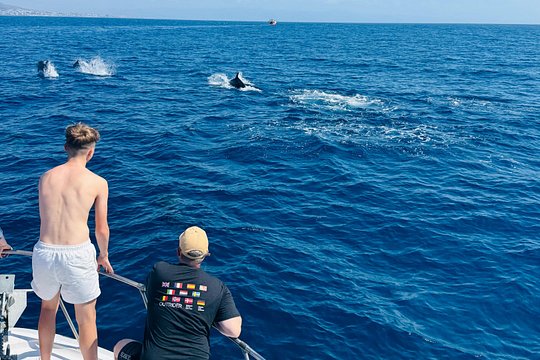Dolphin Watching in Benalmadena — photograph 2