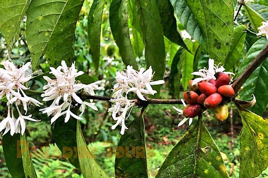 Coffee Road Excursion : plantation, processes, tasting and more — photograph 2
