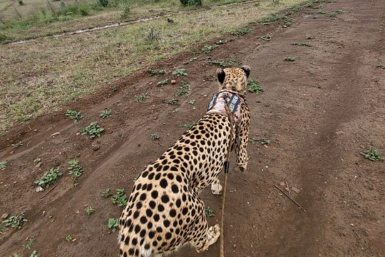 Cheetah Experience — photograph 4
