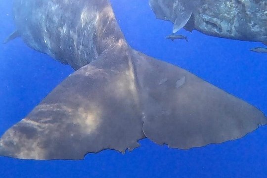Unique whale watching experience in Mauritius — Foto 2