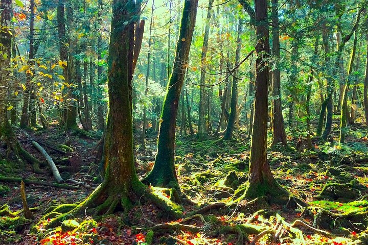Explore Mt. Fuji Ice Cave in Aokigahara Forest